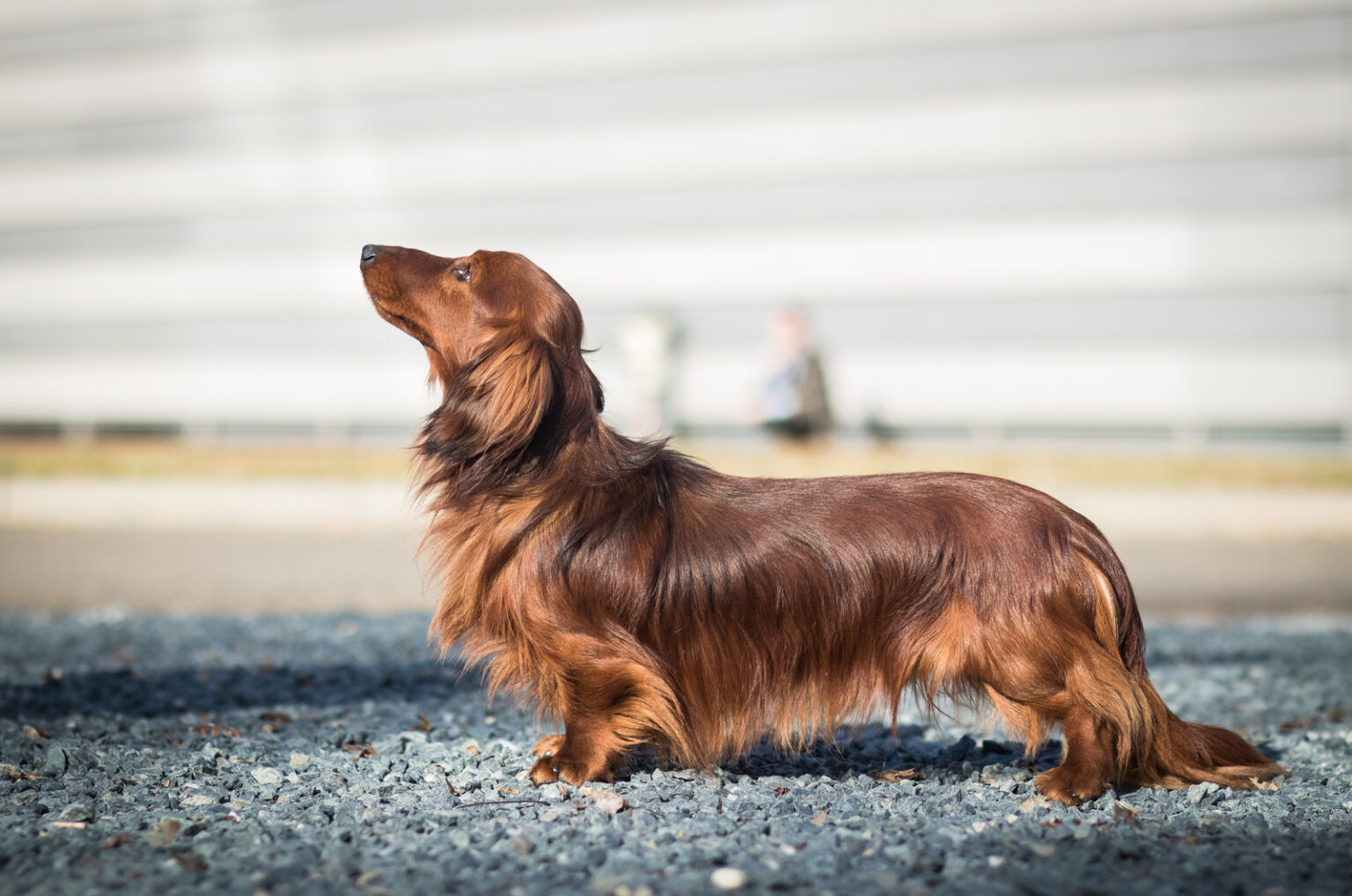 9 Greatest Dachshund Breeders In The UK