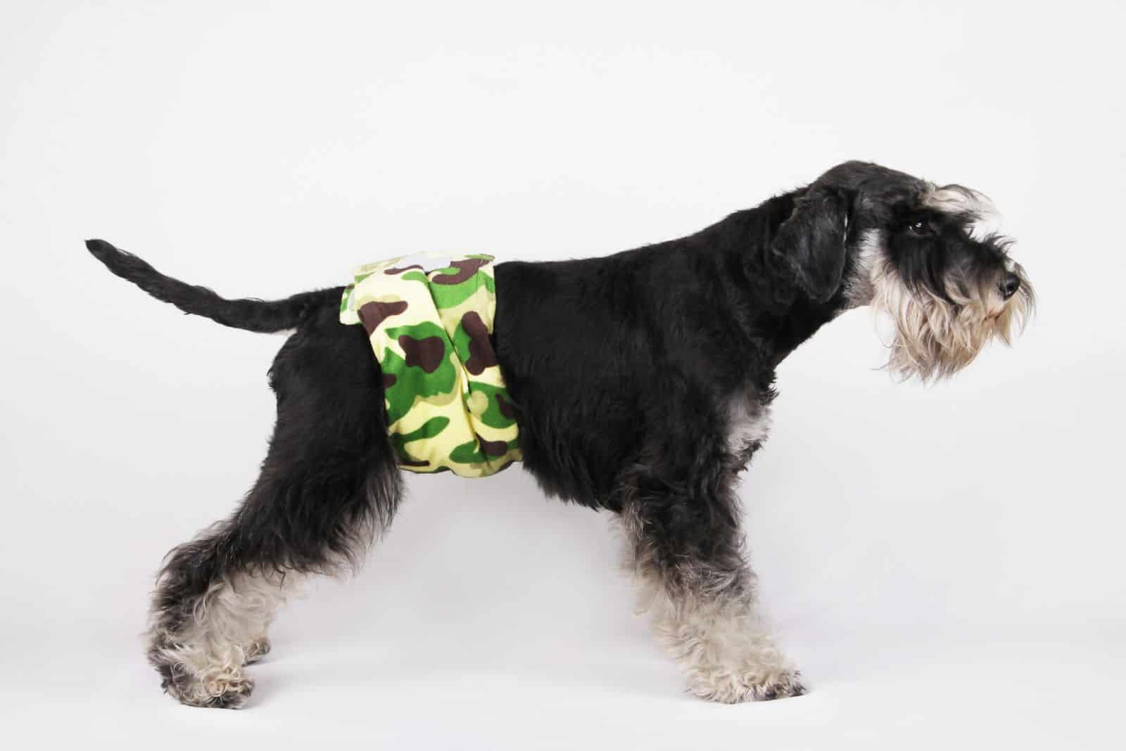 male puppy Schnauzer dog in pee diaper