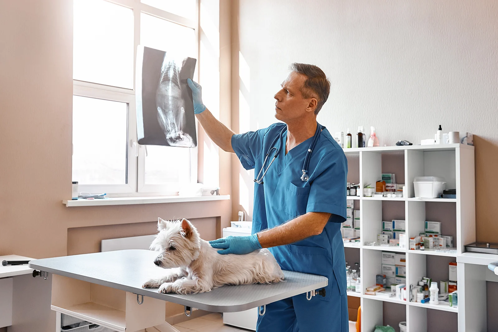 male veterinarian looking at the x-ray and holding a small dog