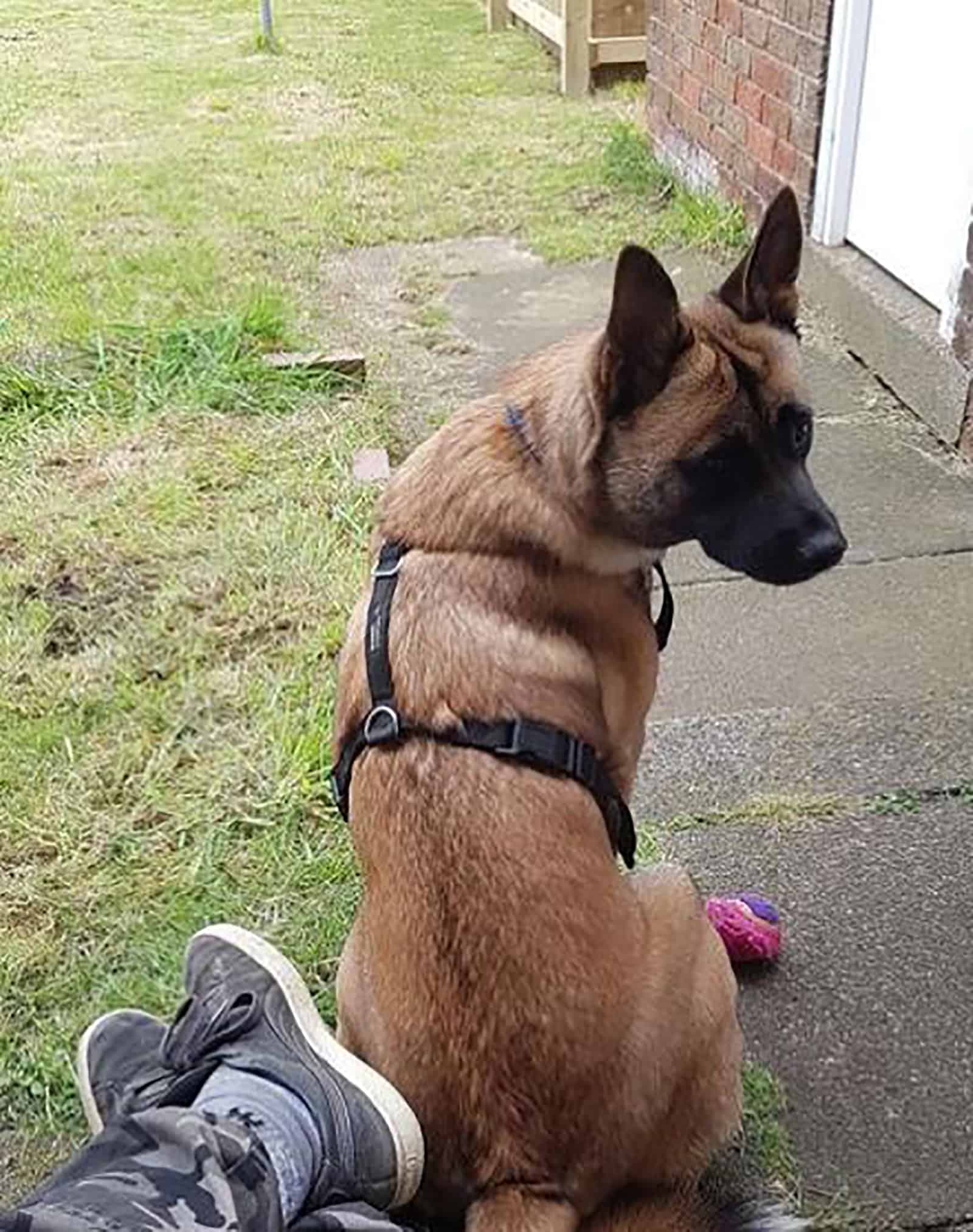 malinois akita