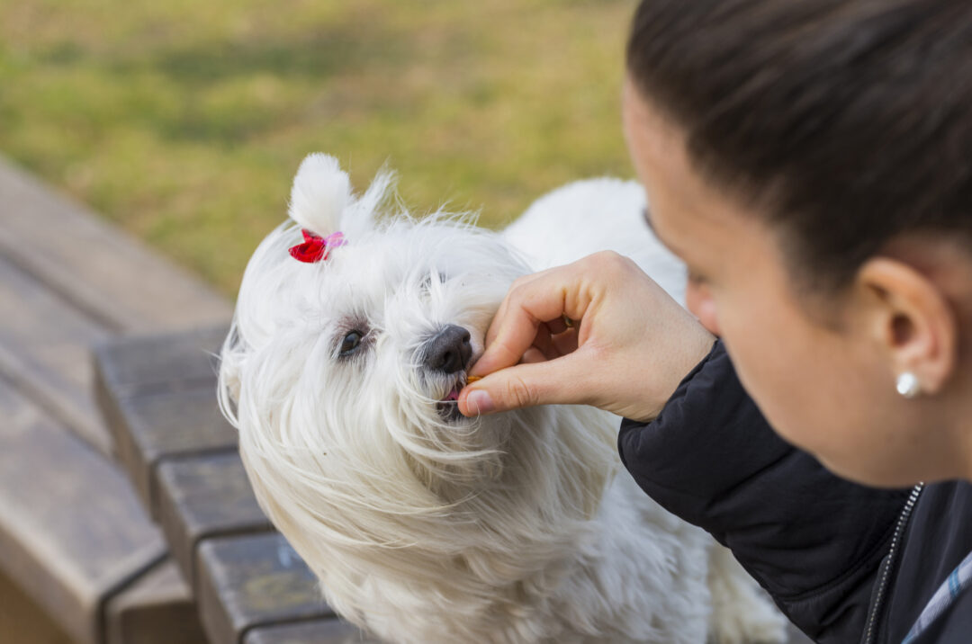 7 Healthiest And Best Treats For Maltese Dogs On The Market