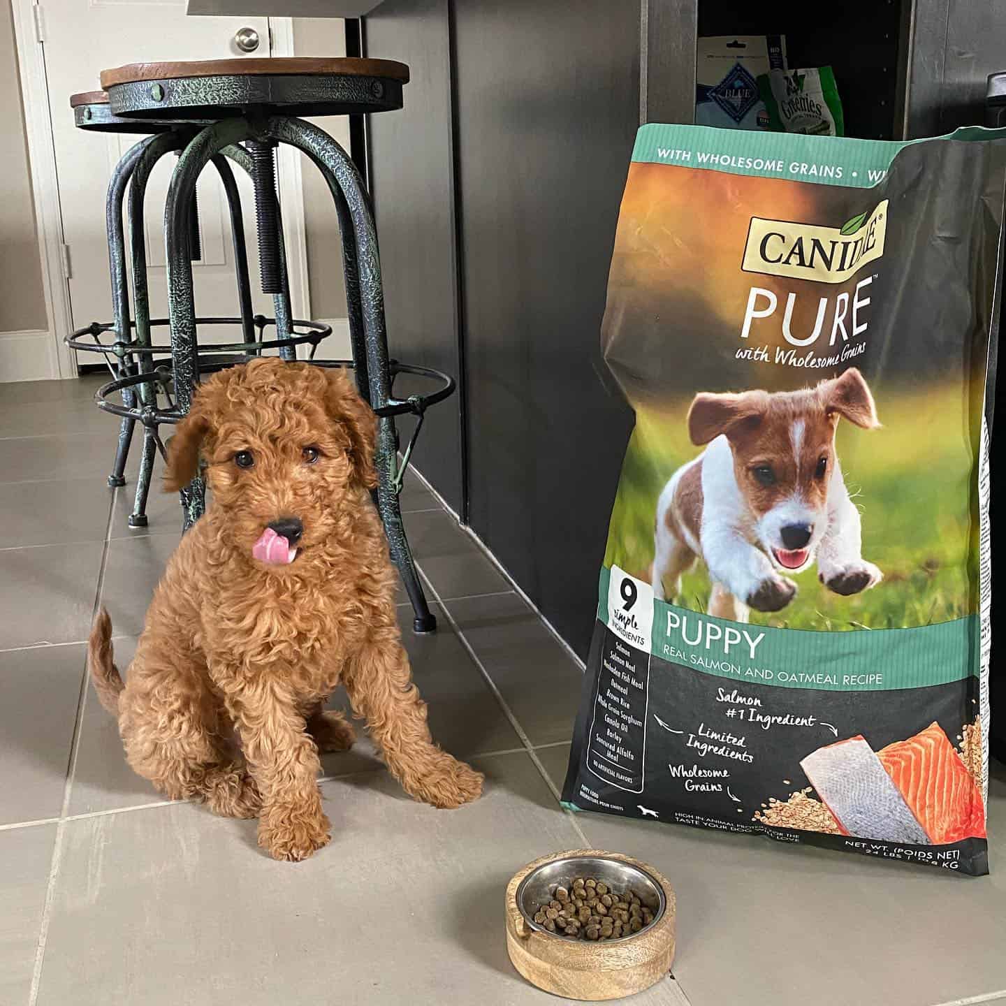mini goldendoodle with bag of canidae dog food