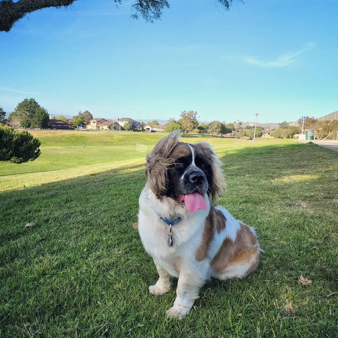 15+ Boxer Saint Bernard Mix