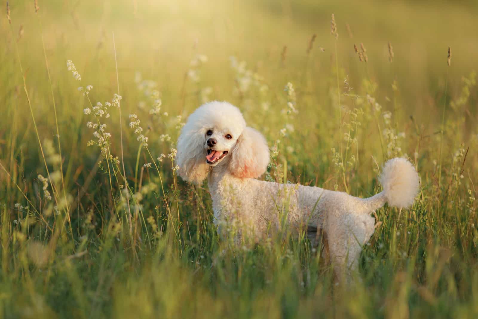 miniature poodle in a field