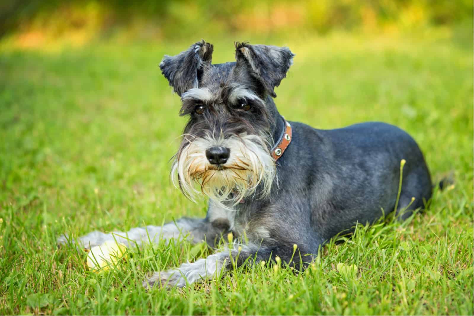 miniature schnauzer laying on the grass