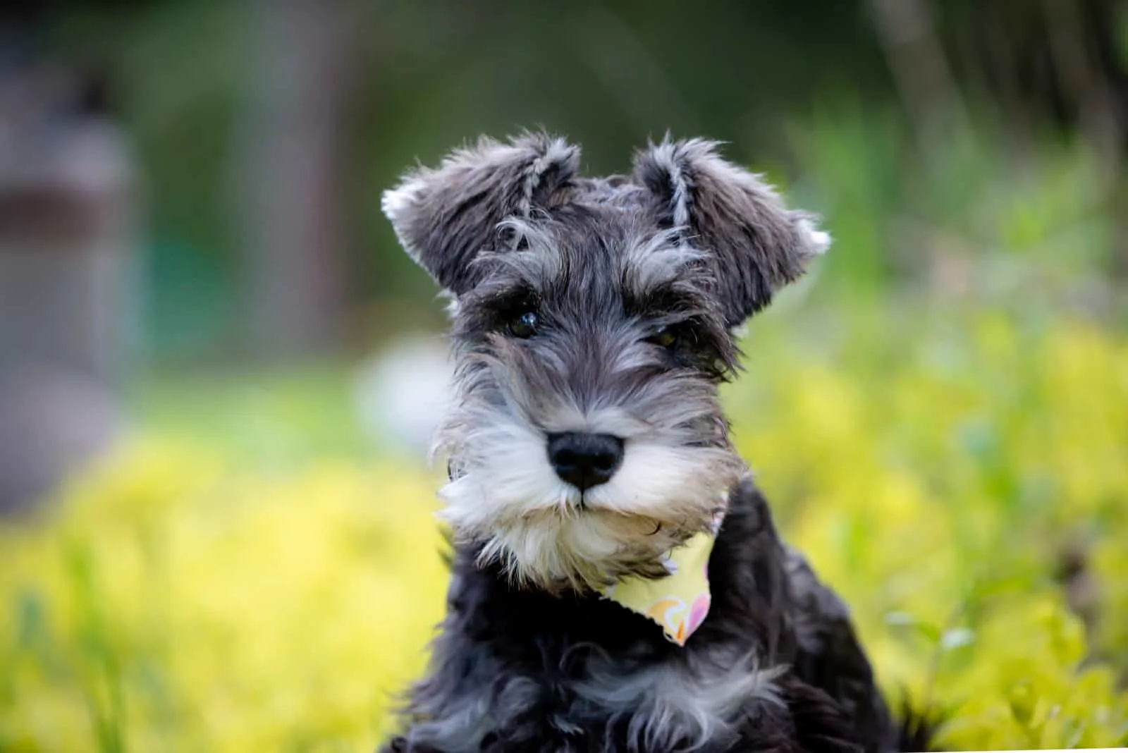 miniature schnauzer puppy posing