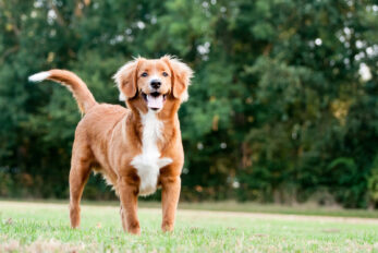 Top 6 Nova Scotia Duck Tolling Retriever Breeders In USA and Canada