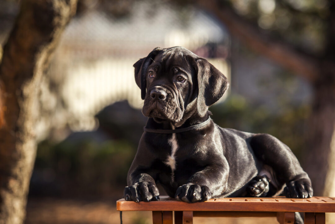 4 Reputable Cane Corso Breeders In South Carolina