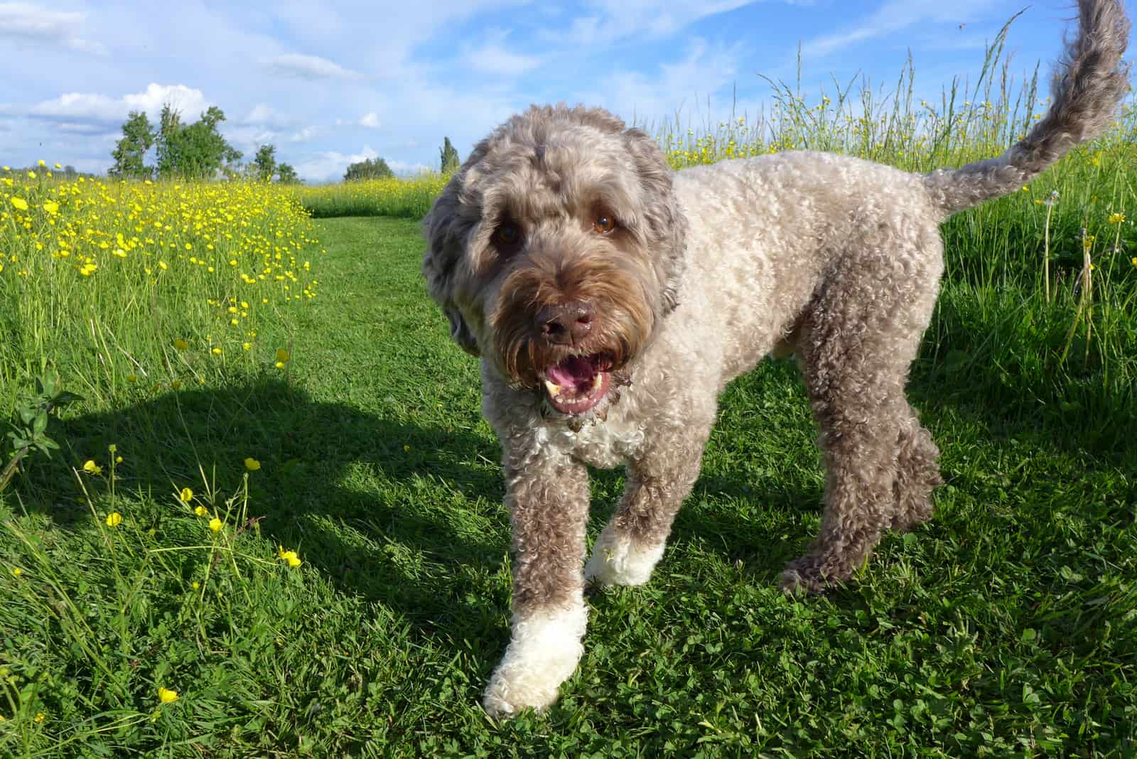portuguese water dog at off-leash park