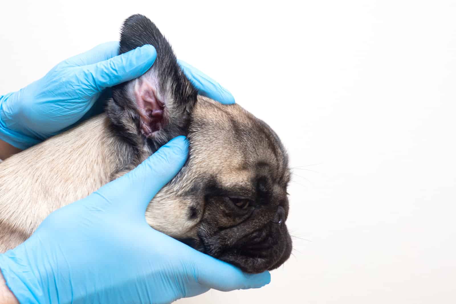 pug having Dermatitis