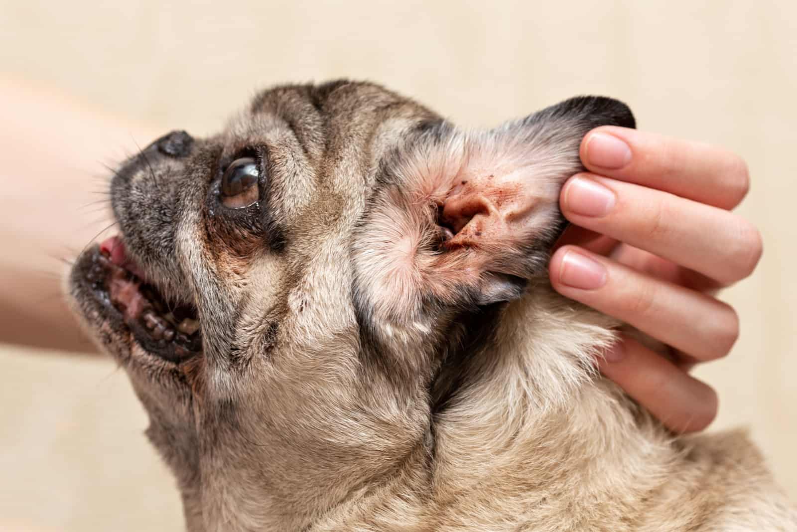 pug having Ear Mites