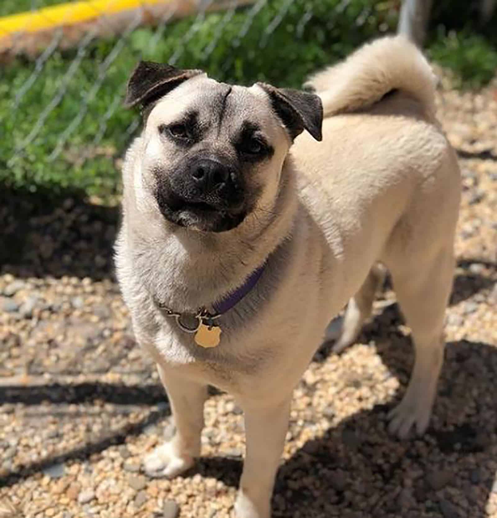 pugita