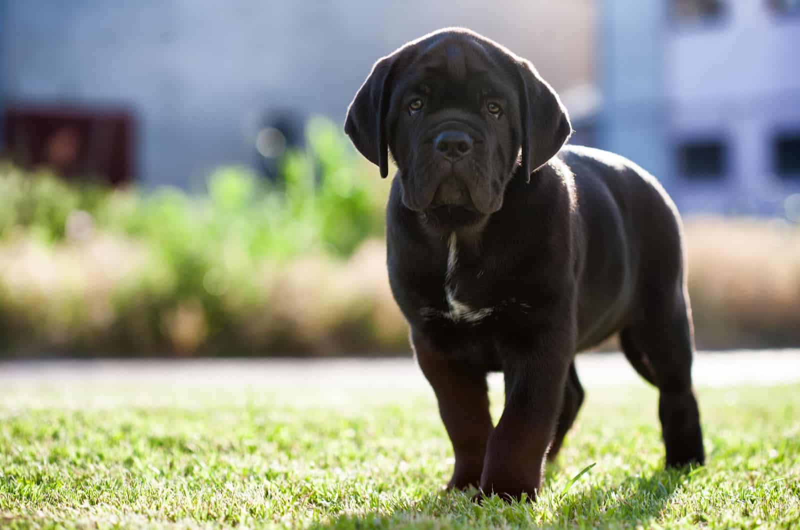 puppy Cane Corsos stands on the green grass