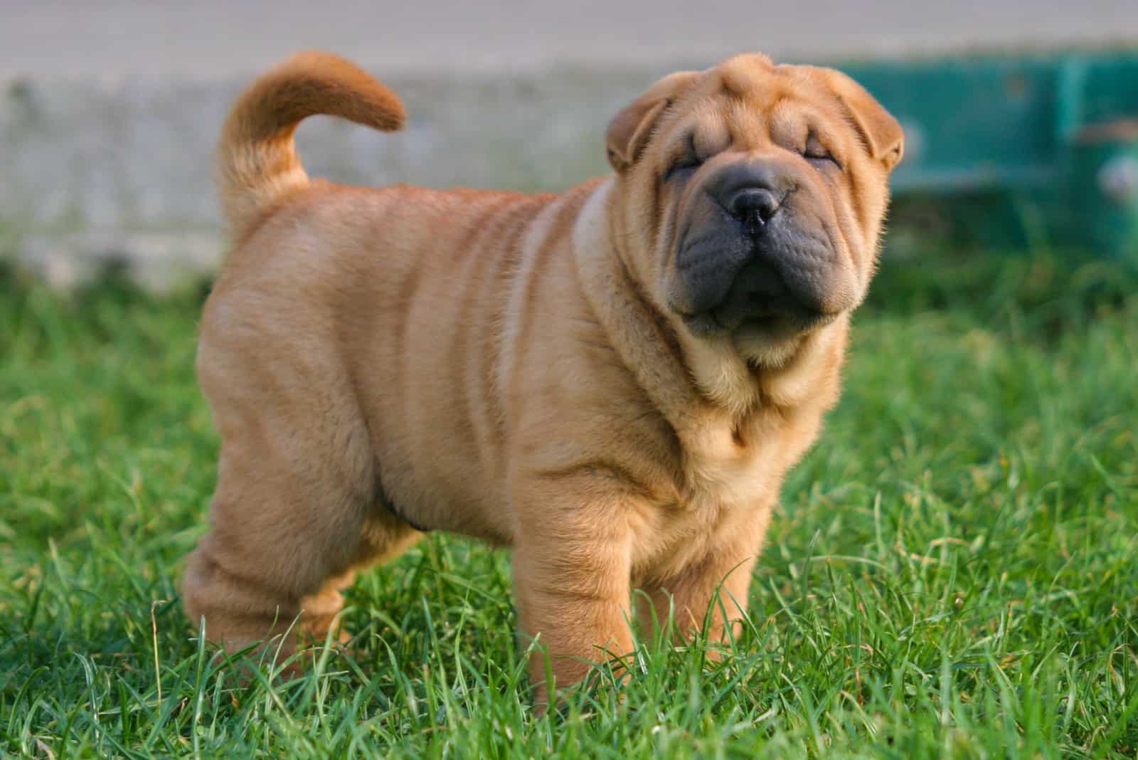 puppy Shar Pei Dog in outdoors