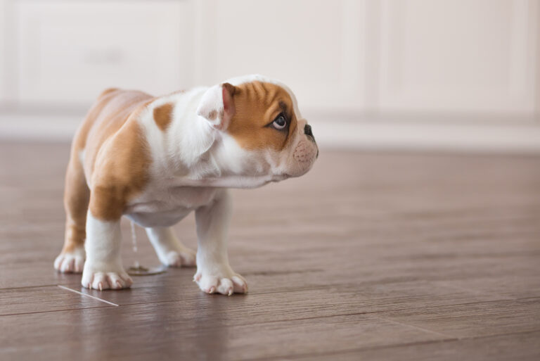 Puppy Pees A Lot 5 Common Causes And How You Can Help