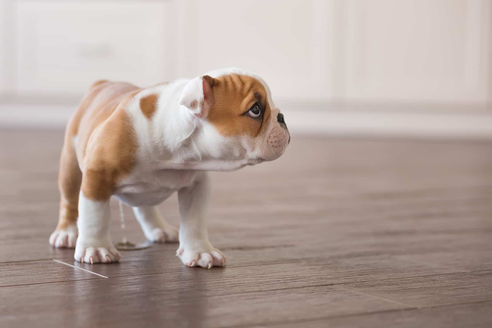 puppy of english bull dog peeing on the floor