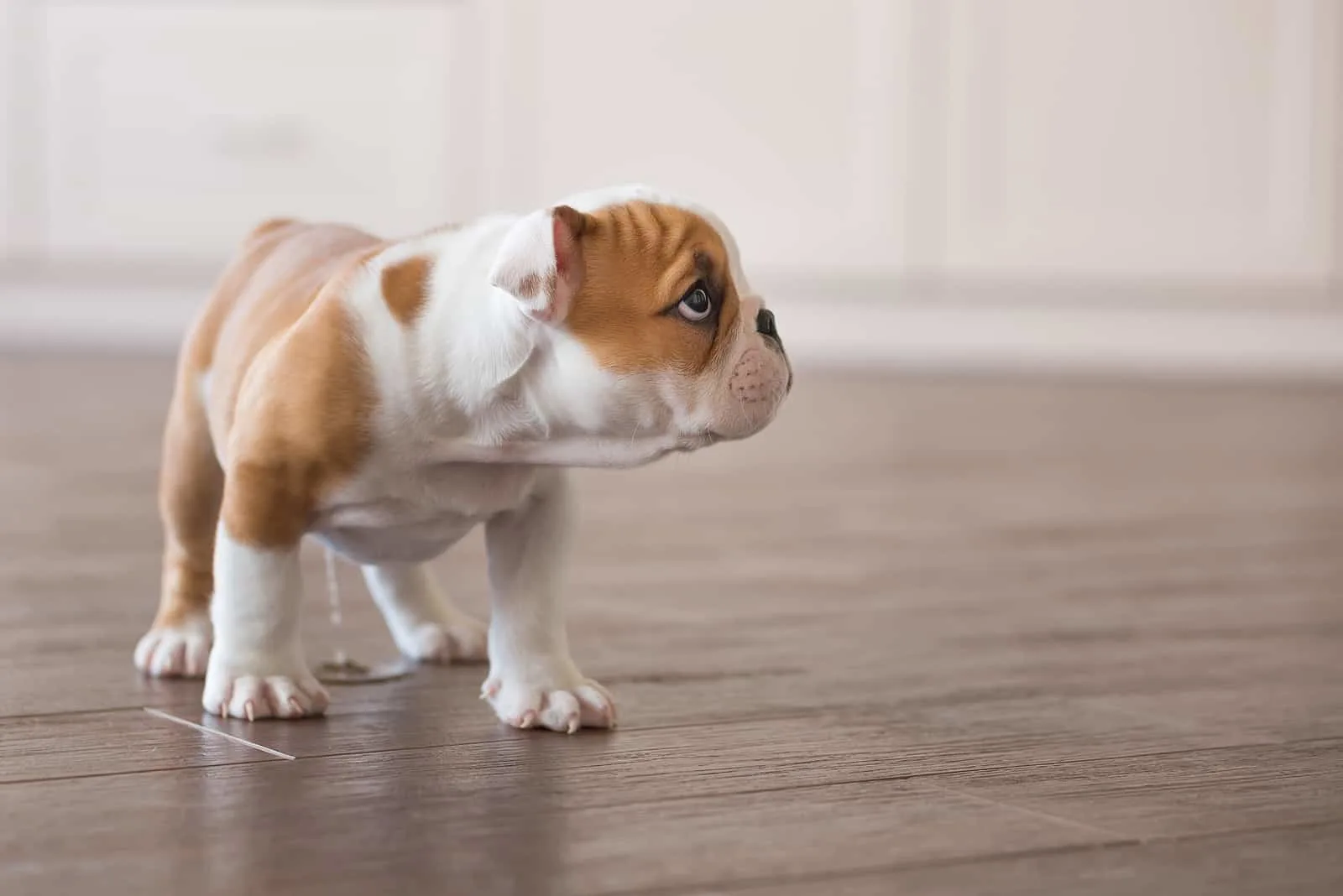 puppy of english bull dog peeing on the floor