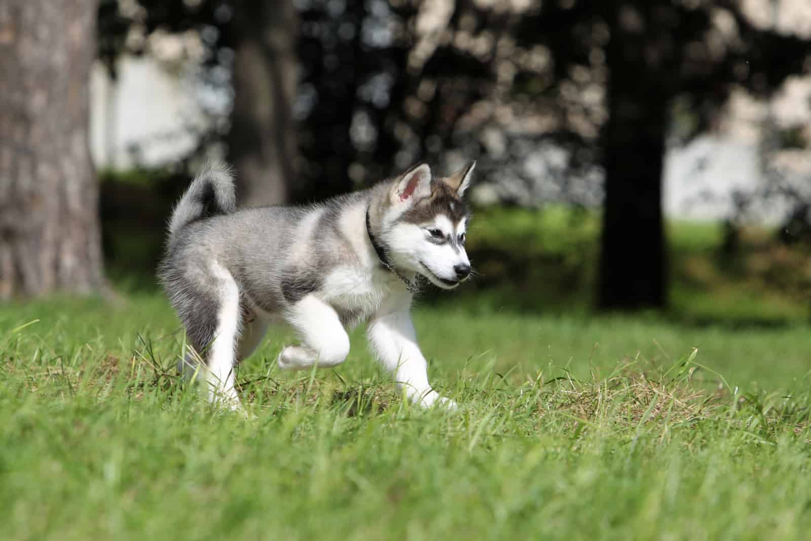 running through alaskan malamute puppy park