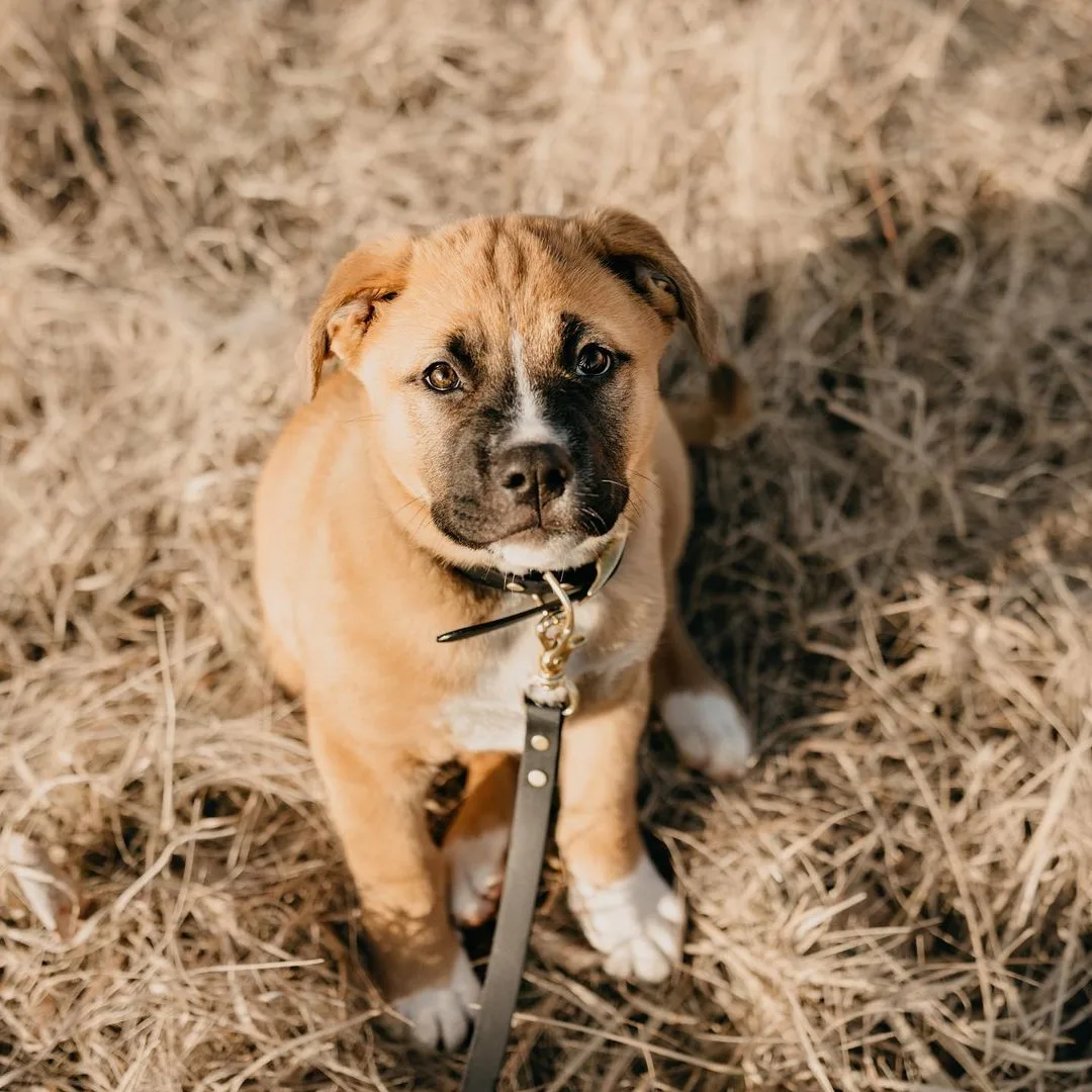 Meet 23 Saint Bernard Mixes: A List Of Heavenly Good Boys