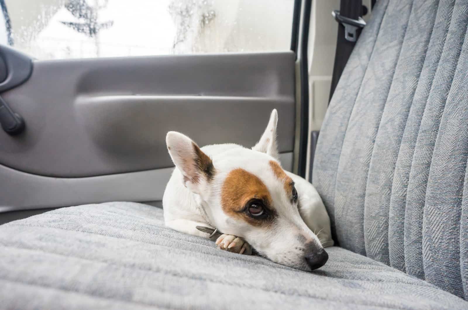 Why Do Dogs Pant In The Car: 10 Causes & Solutions You Must Know