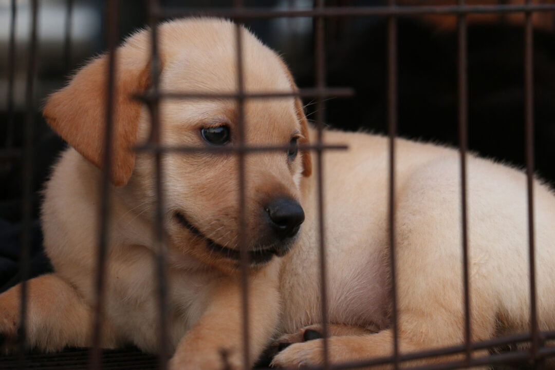 Puppy Crying At Night In The Crate 9 Reasons & How To Help