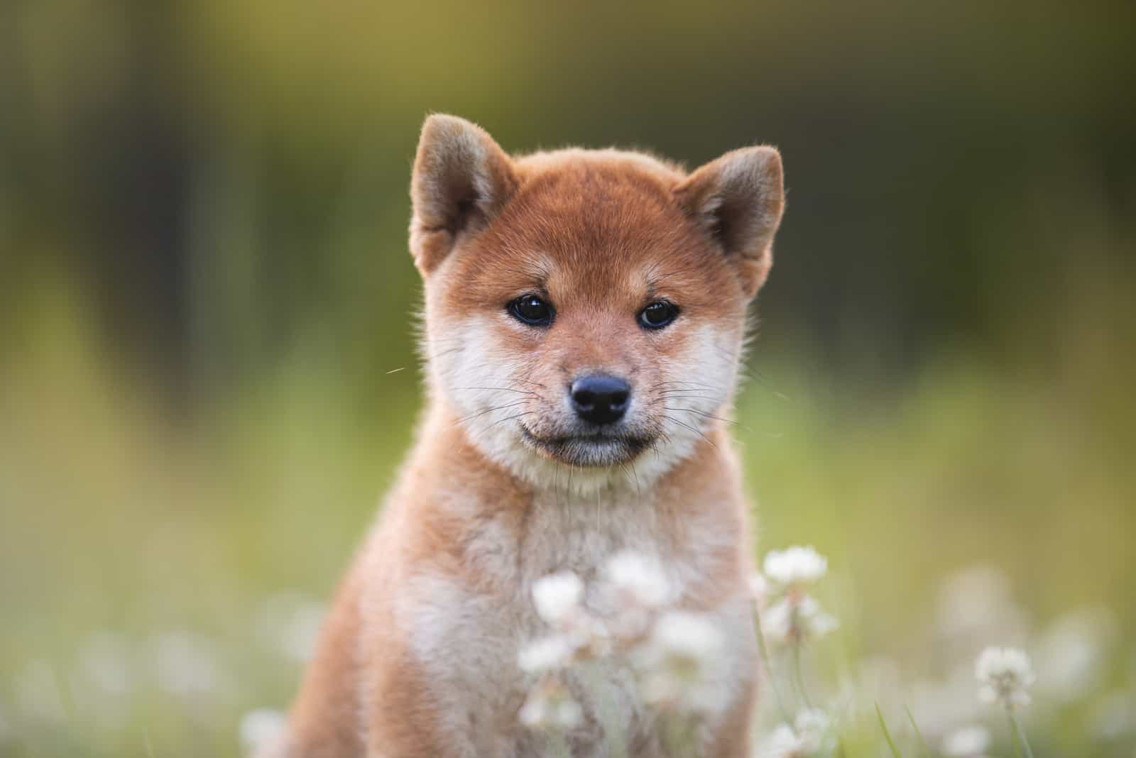 shiba inu puppy sitting in flower field