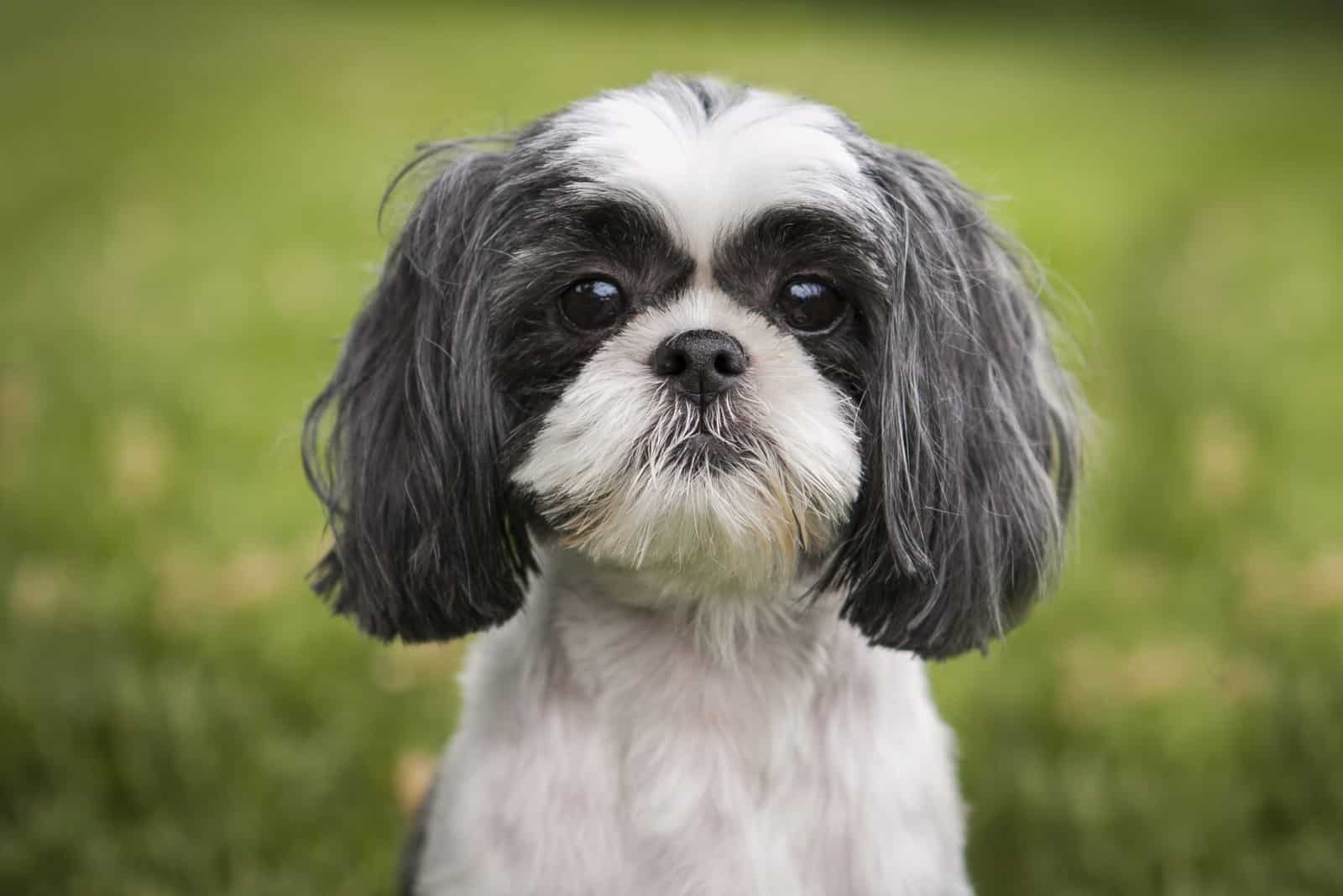 shih tzu posing in front of camera