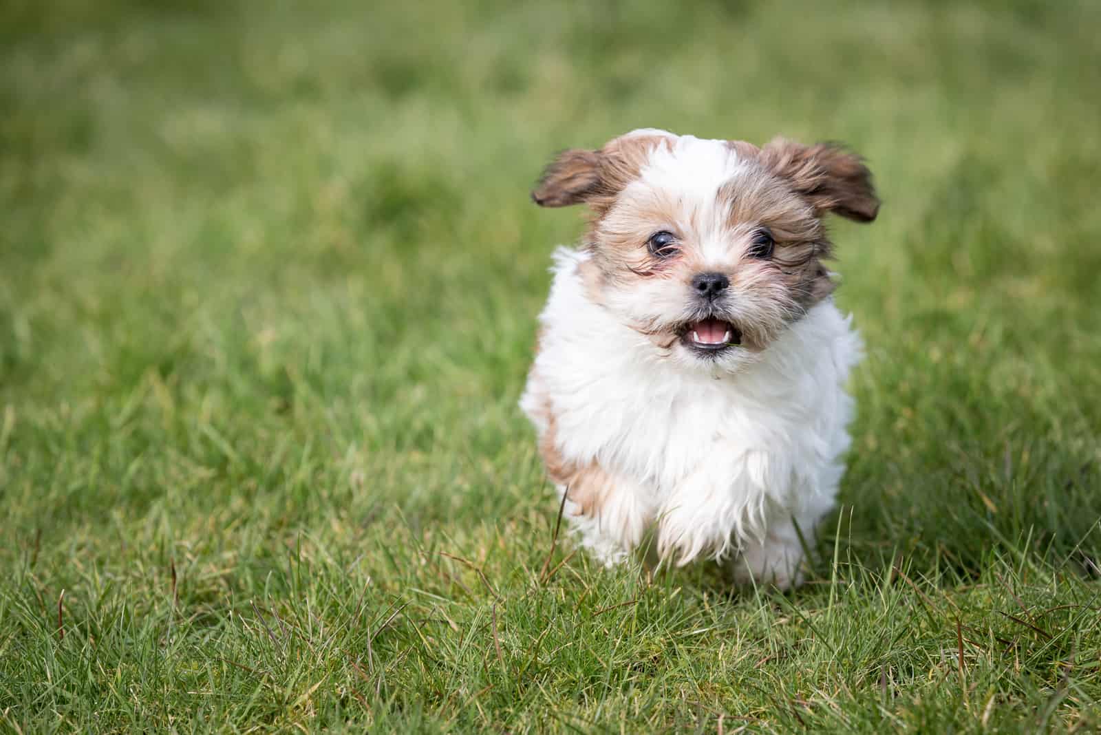 shih tzu puppy running on the grass