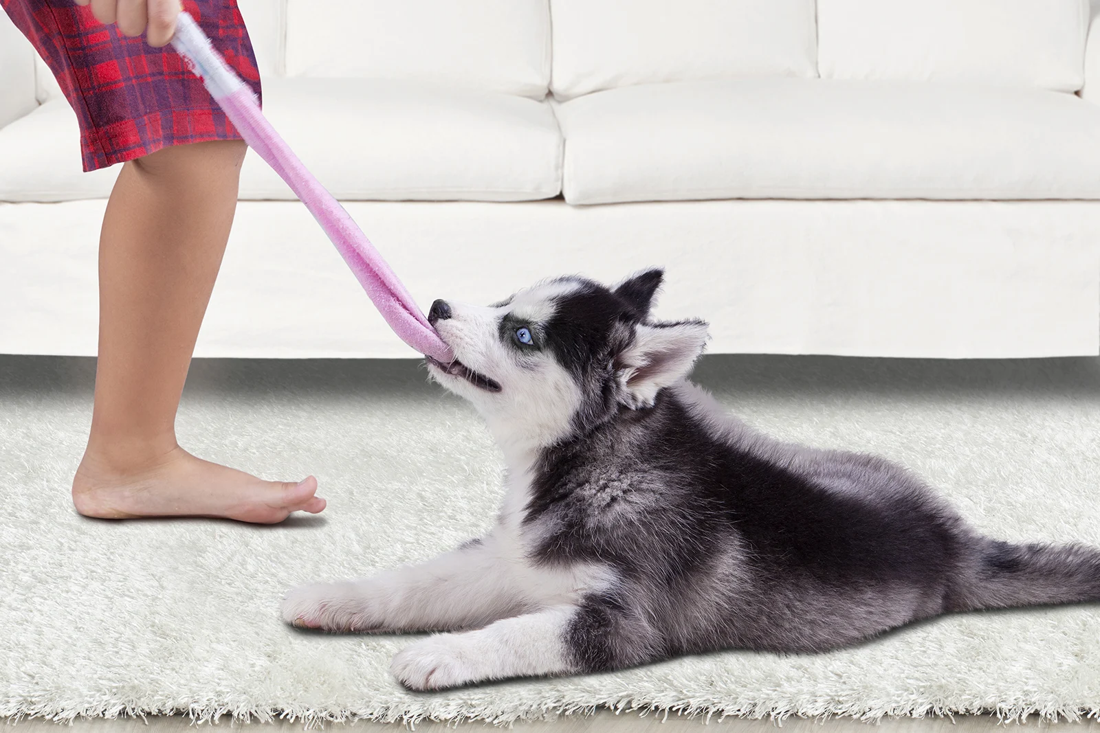  siberian husky puppy biting a sock and playing with a boy