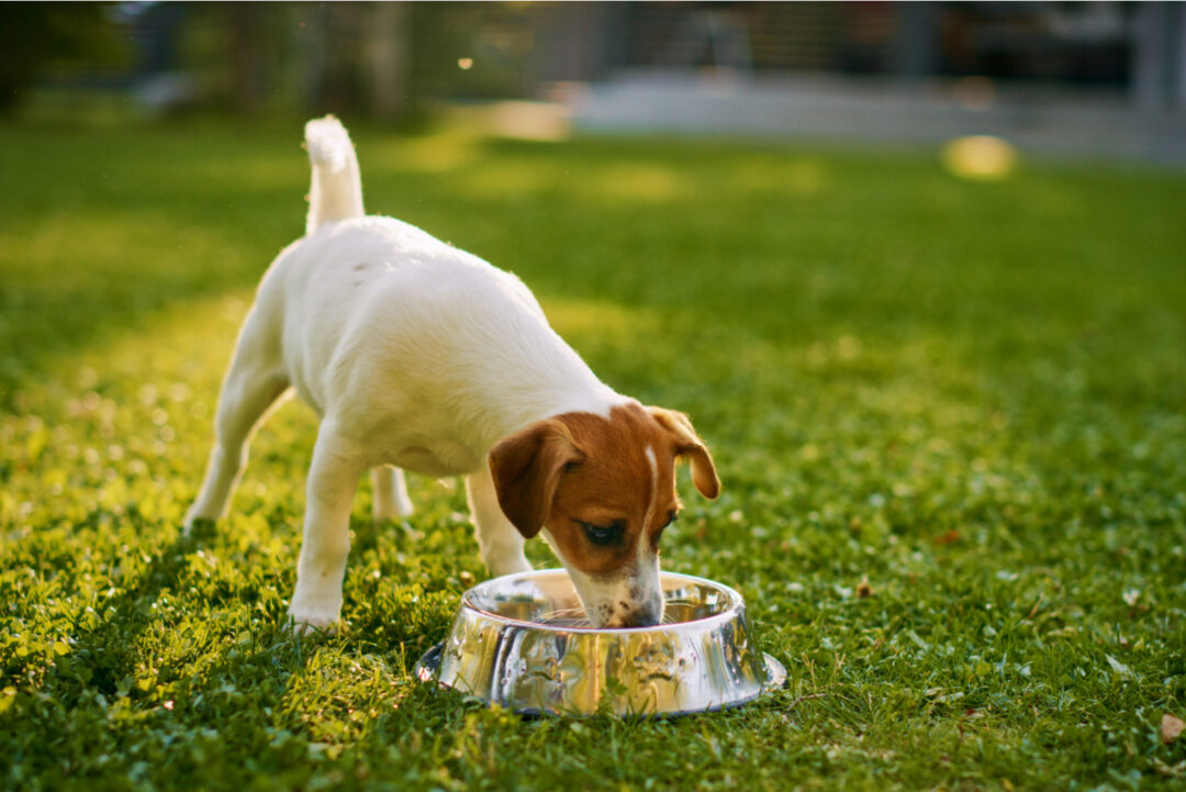 Dog Coughs After Drinking Water Here Are 6 Reasons Why