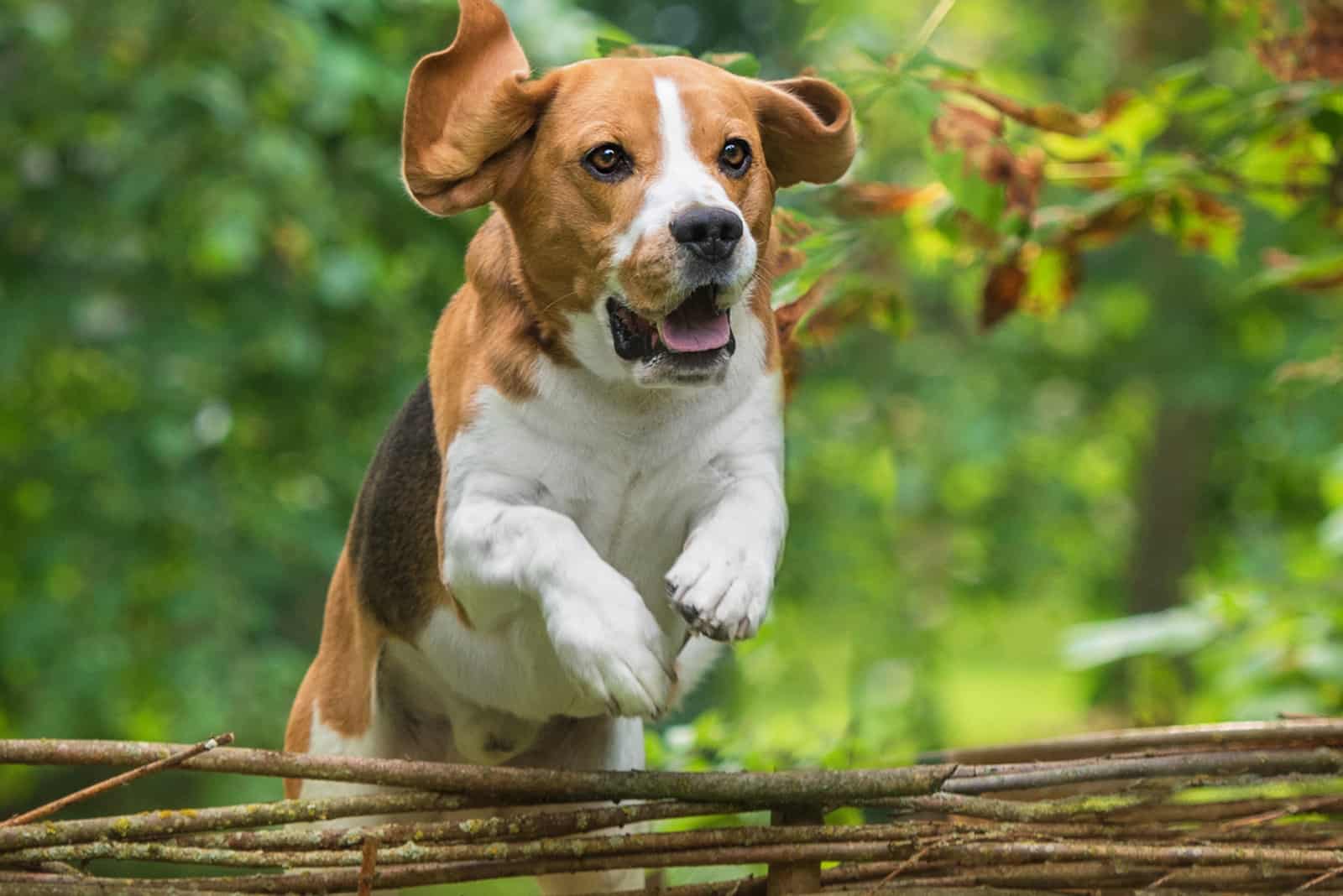 small dog jumping over fence