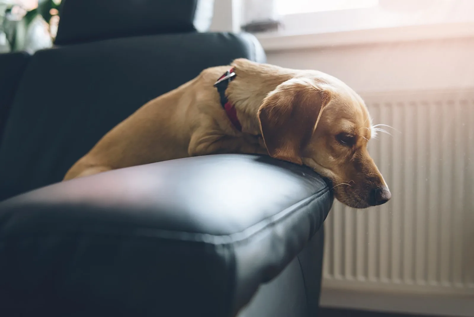 small yellow dog sitting on black sofa