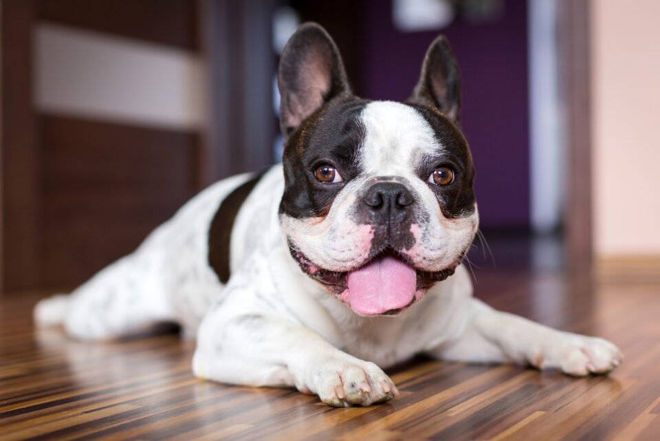 17 Best French Bulldog Breeders In North Carolina