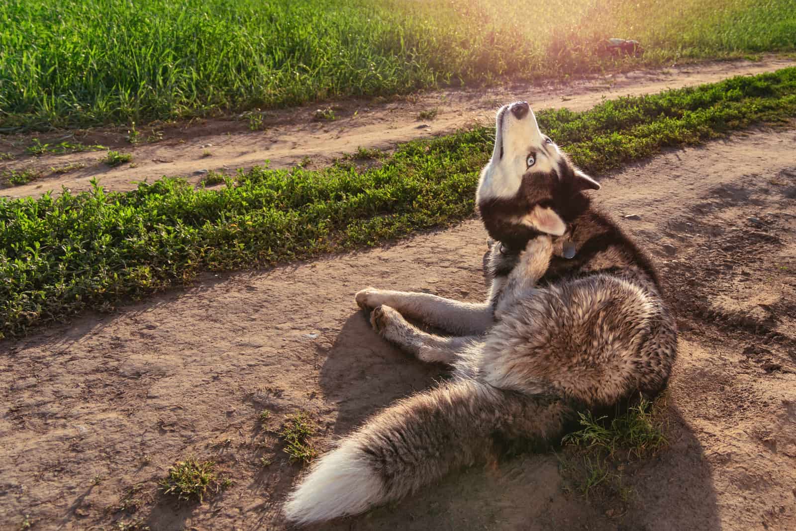 the Siberian hask lies down and scratches his ear