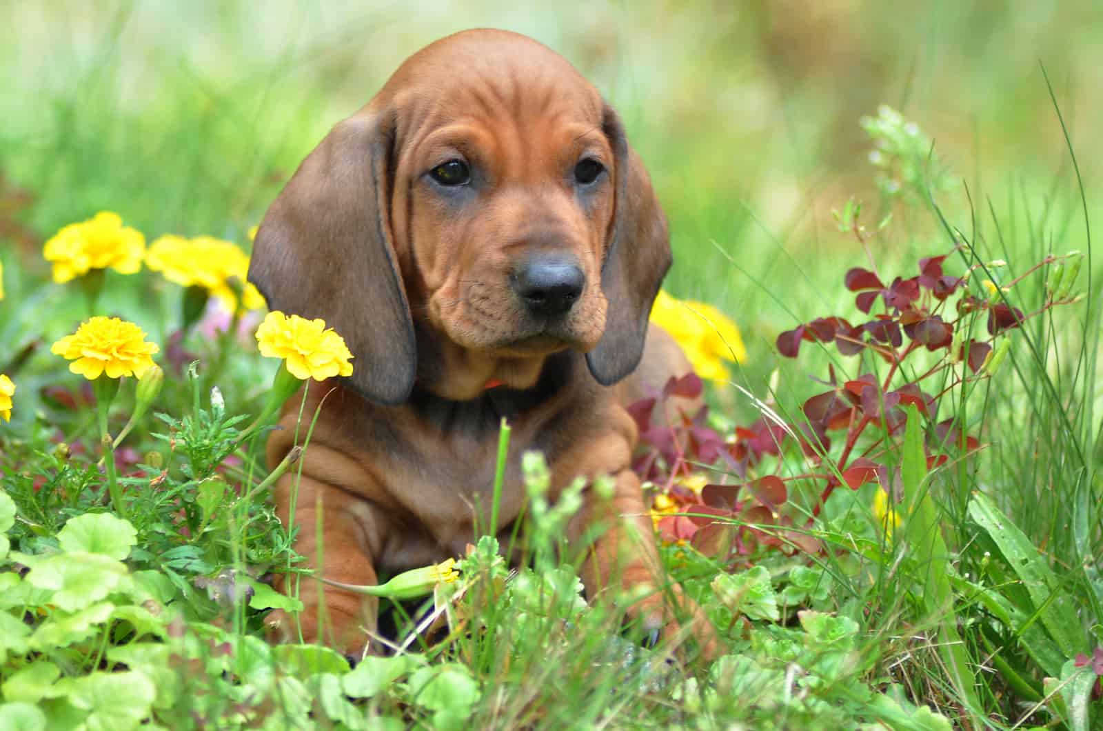 the adorable brown dachshund lies in the grass and rests