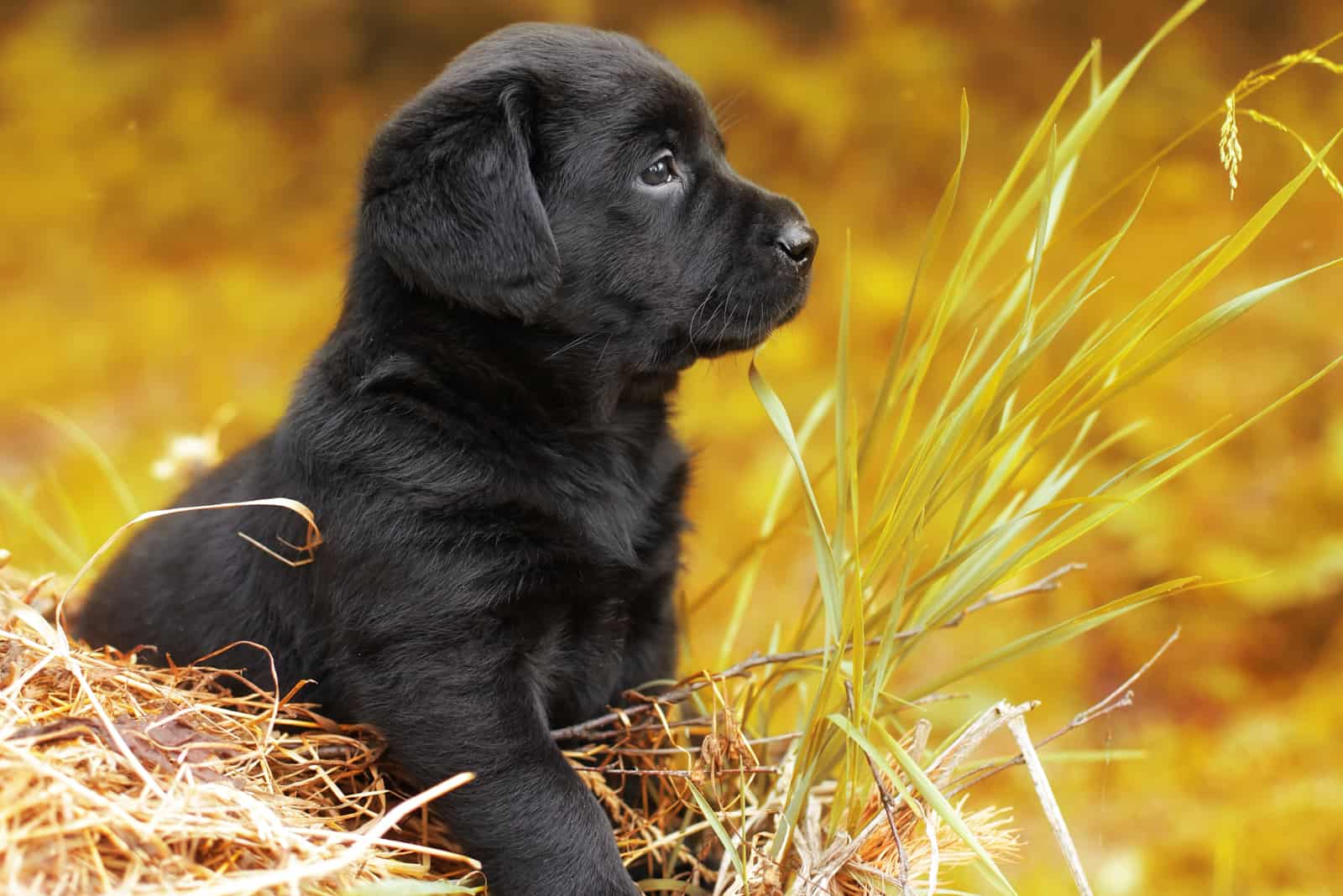 the black labrador sits and looks away