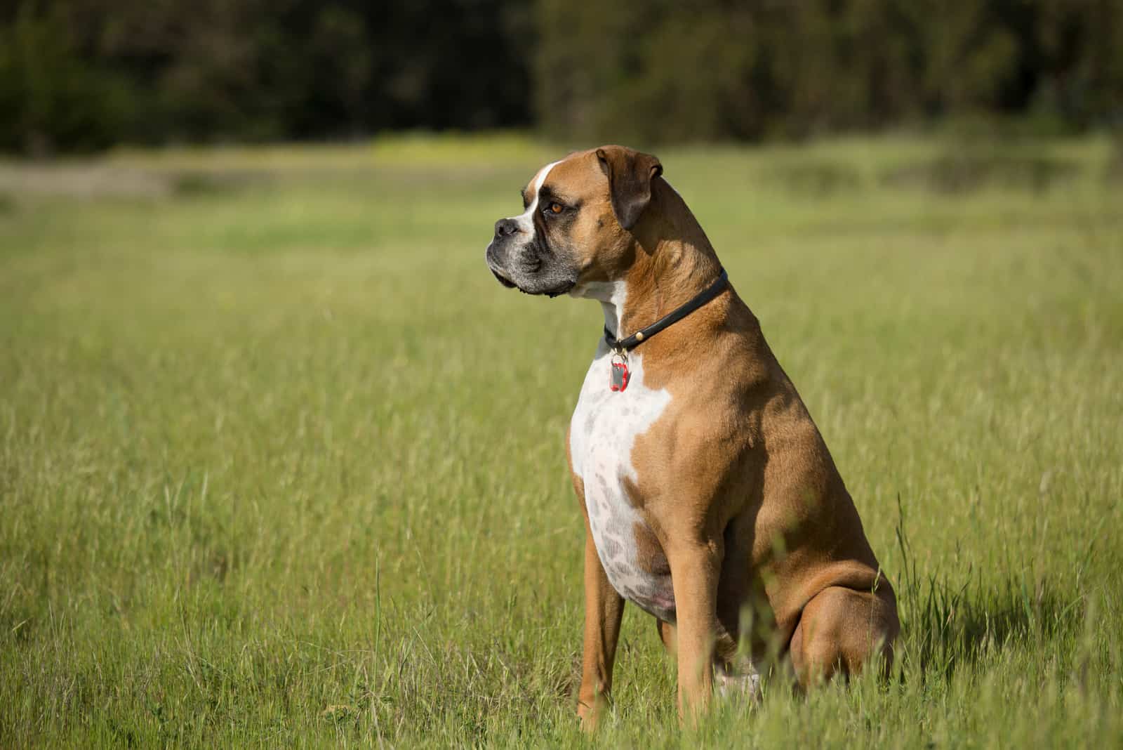 the boxer is sitting in the grass and looking into the distance