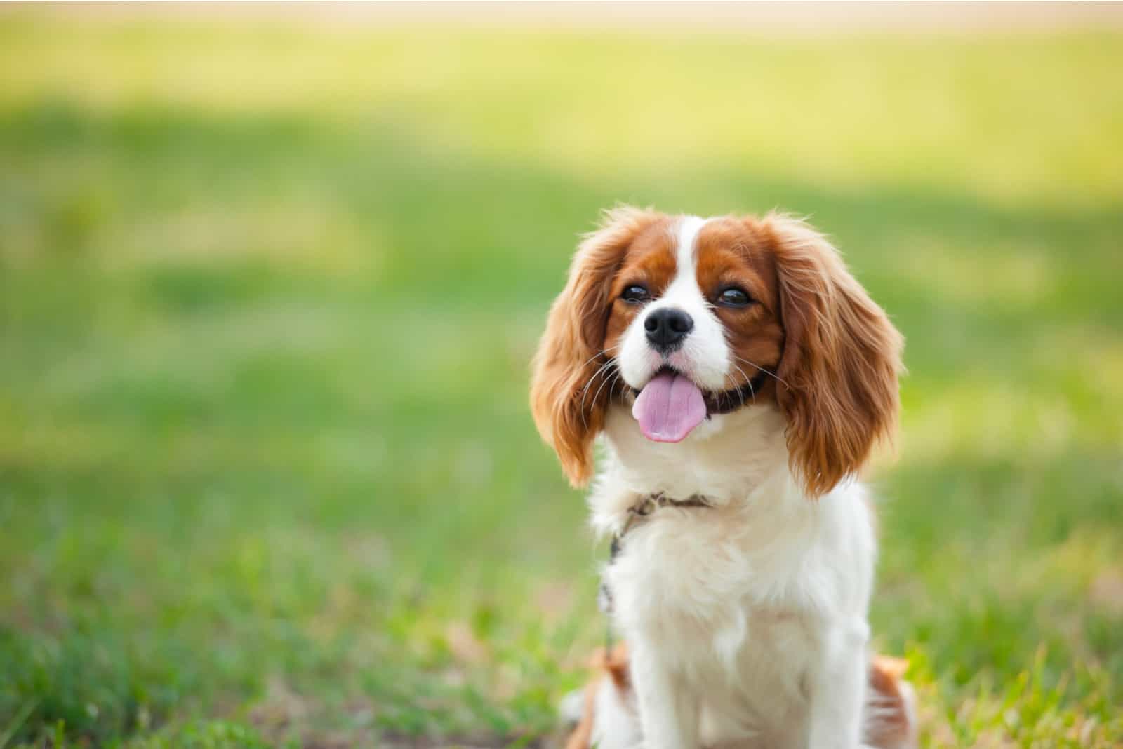 the cavalier king sits on the grass with his tongue out