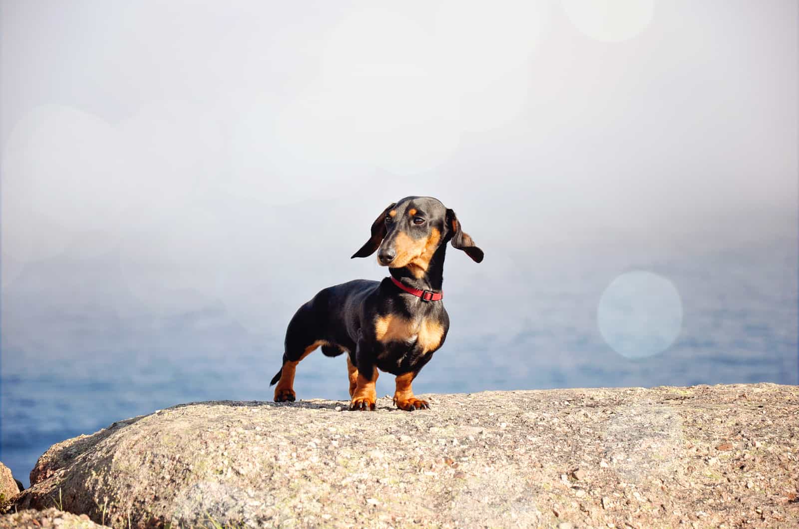 the dachshund stands on a rock and looks around