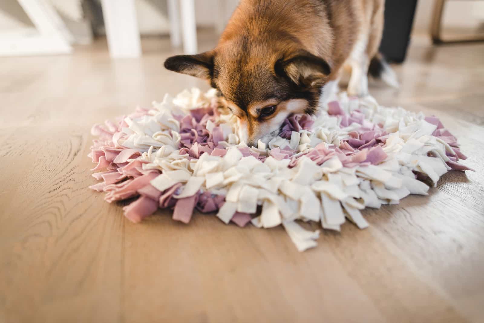 the dog eats food from the mat