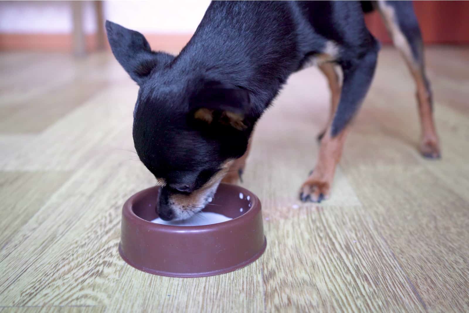 the dog eats milk from a bowl