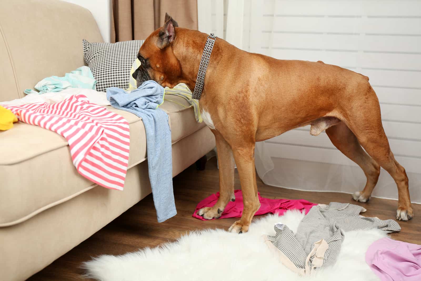 the dog nibbles on clothes