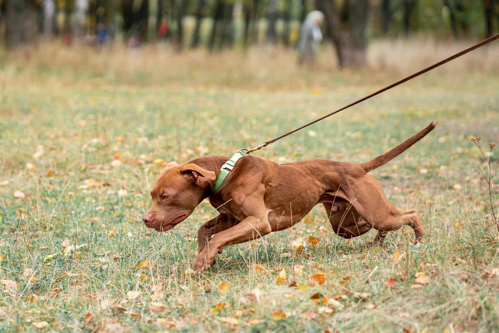 the dog pulls on a leash