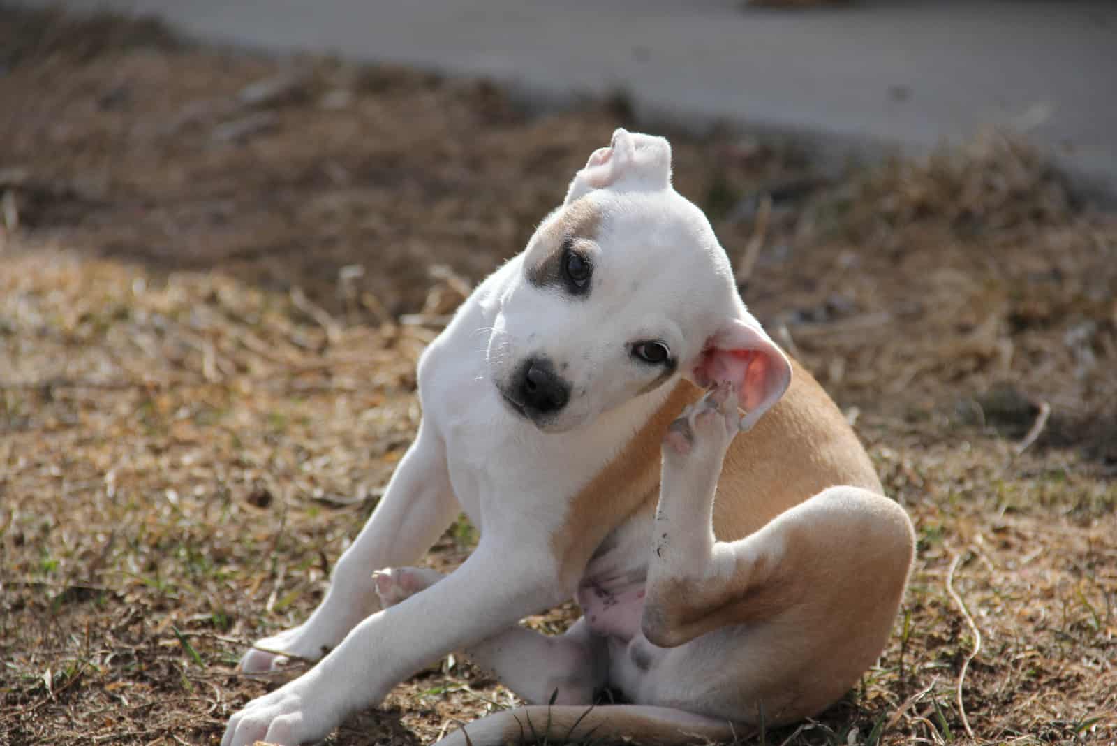 the dog sits and scratches his ear