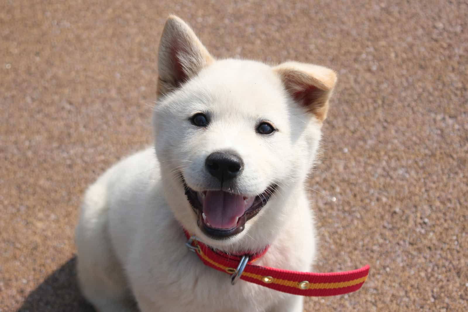 the jindo puppy sits and looks at the camera
