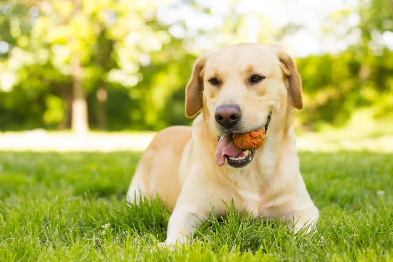 the labrador lies in the grass and plays with the ball