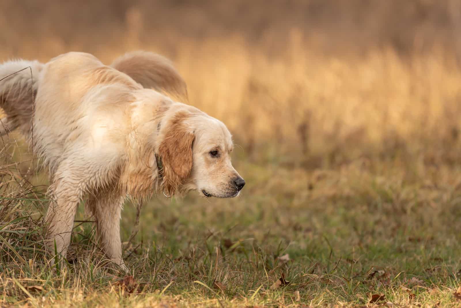 the labrador urinates