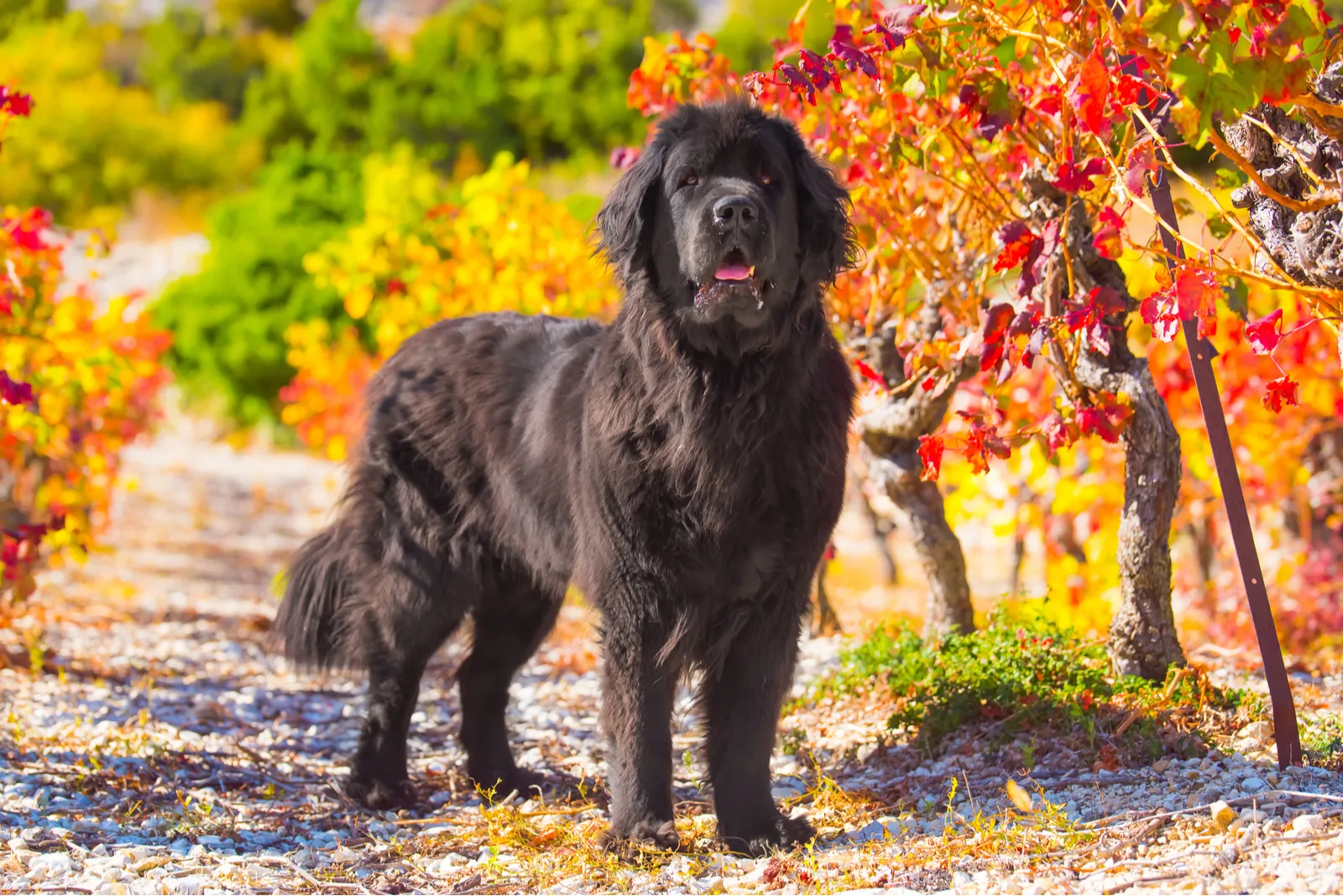 the newfoundland dog stands and stares ahead