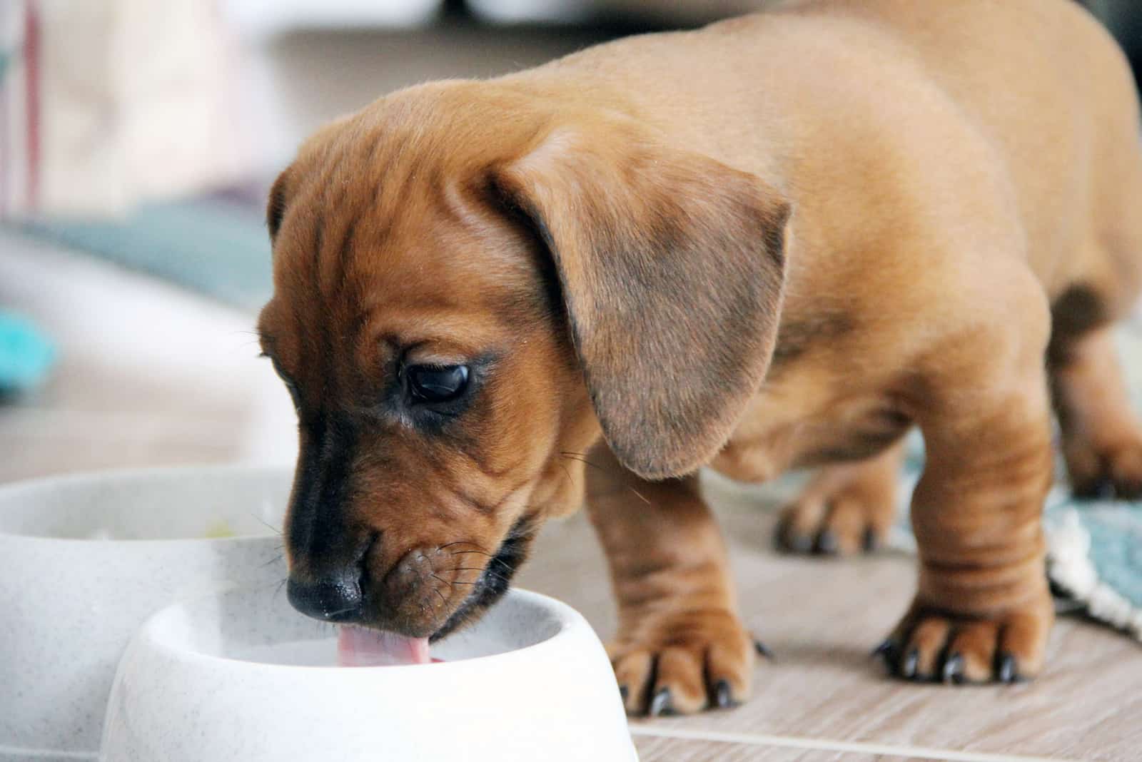 the puppy eats the dog from a white bowl