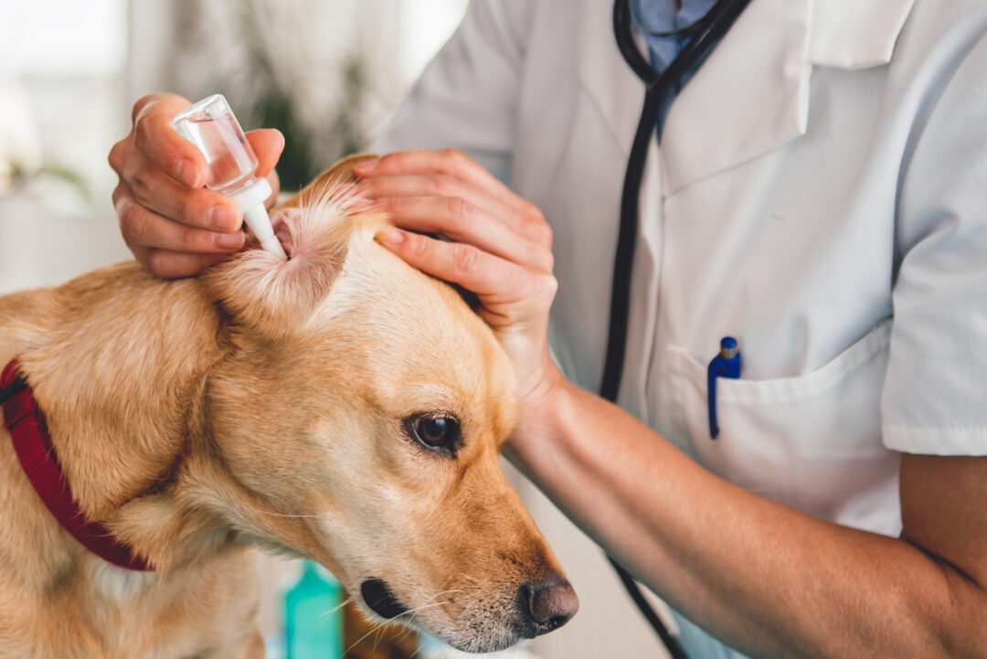 Black Gunk In Dog Ear What Causes It And How To Solve It
